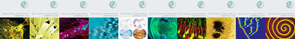 Contributions to the Yearbook of the Max Planck Society Contributions to the Yearbook of the Max Planck Society