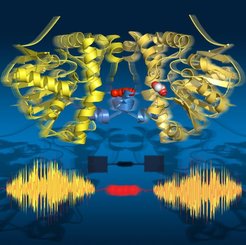 Time-resolved serial synchrotron crystallography captures all key states of catalysis while revealing allosteric transmission pathway between the two subunits of the enzyme.