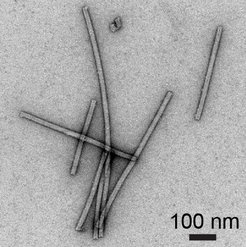 Transmissionselektronenmikroskopische Aufnahme des Tabakmosaikvirus, welches aus der Ablationsfahne entnommen wurde, die durch den PIRL-Laser erzeugt wurde. Die Struktur der Viruspartikel bleibt bei der PIRL-Ablation erhalten.