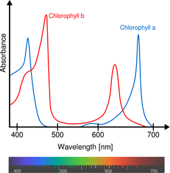 Absorptionsspektren der Chlorophyllpigmente a und b im Bereich des sichtbaren Lichts, gemessen in einem Lösungsmittel. Beide Arten absorbieren kaum grünes Licht.
