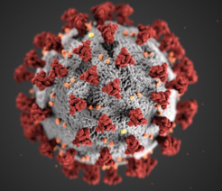 The corona virus which causes COVID-19 in humans