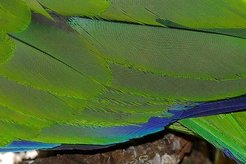 Moiré patterns can be found in nature, such as in this close-up of a parrot's wing. When the parallel barbs one feather are slightly rotated in angle to the parallel barbs of another feather, then a wavy pattern emerges.