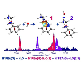 Binding motifs of a microsolvated neurotransmitter: IR spectroscopy of protonated phenylethylamine and its water clusters